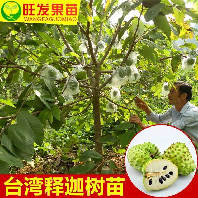 批發正宗風梨釋迦苗嫁接苗 臺灣番鬼荔枝苗佛頭果苗新品種