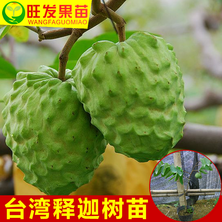 批發正宗風梨釋迦苗嫁接苗 臺灣番鬼荔枝苗佛頭果苗新品種