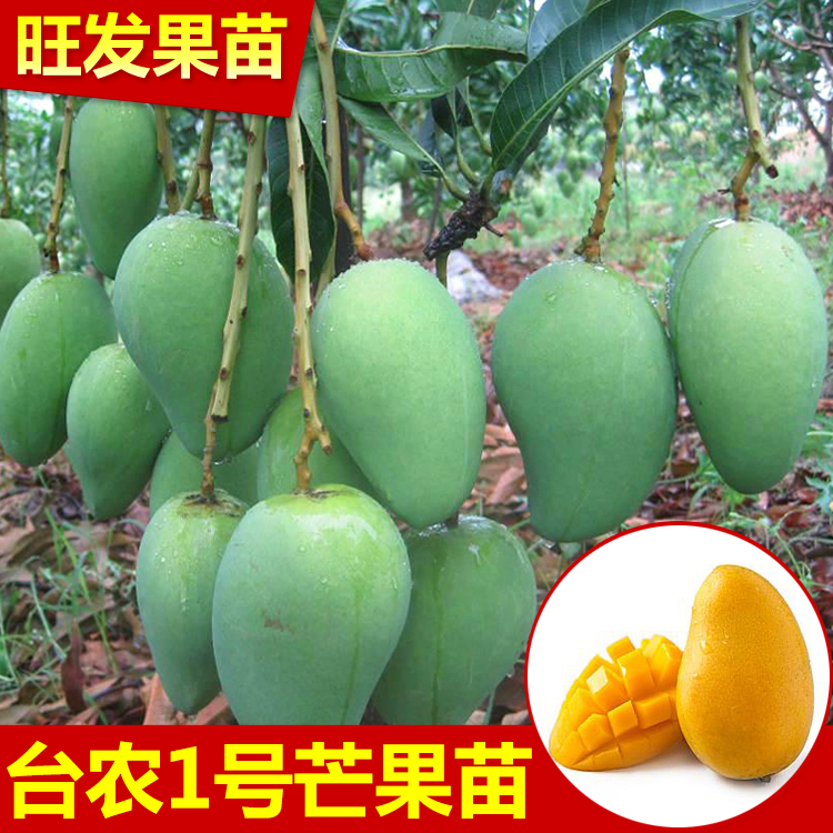 大量供應臺農芒果嫁接樹苗 基地批發直銷 可盆栽地栽根系發達成活高