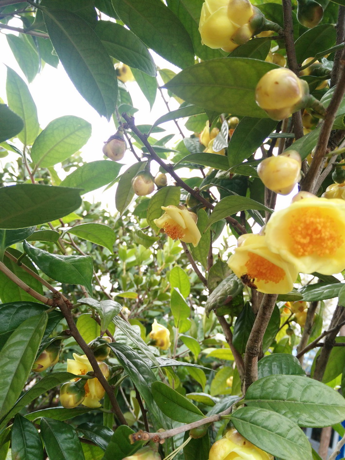 供應正宗防城港金花茶苗茶樹苗