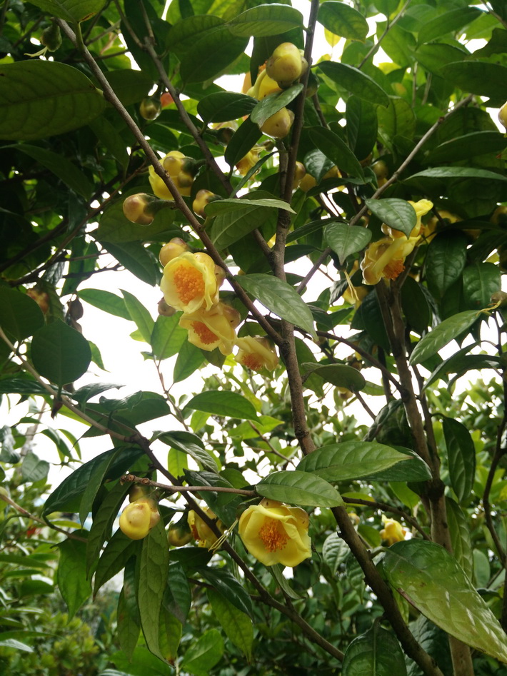 供應(yīng)正宗防城港金花茶苗茶樹苗