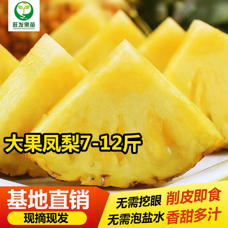 大果鳳梨水果批發(fā)新鮮水果當(dāng)季大果手撕鳳梨無眼香甜可口
