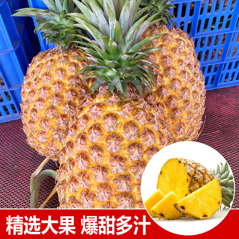 大果鳳梨水果批發(fā)新鮮水果當(dāng)季大果手撕鳳梨無眼香甜可口