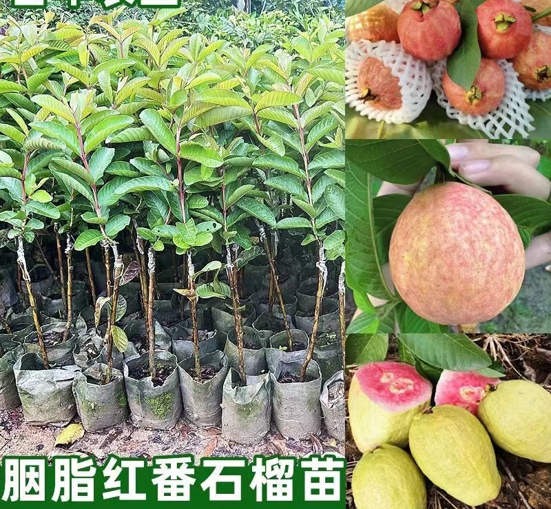 胭脂紅番石榴苗雞屎果番石榴苗 果肉軟糯香甜