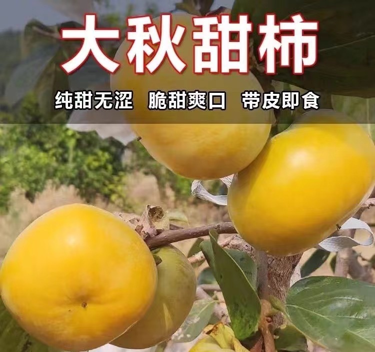 太秋（大秋）脆甜柿子苗優良新品種嫁接苗 摘下來就可以吃的柿子
