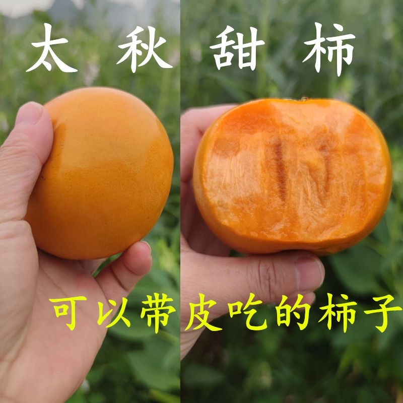 太秋（大秋）脆甜柿子苗優良新品種嫁接苗 摘下來就可以吃的柿子