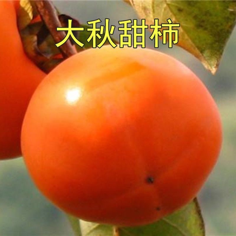 太秋（大秋）脆甜柿子苗優良新品種嫁接苗 摘下來就可以吃的柿子