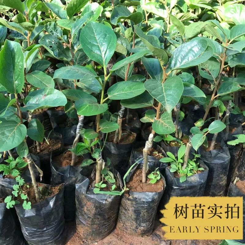 太秋（大秋）脆甜柿子苗優良新品種嫁接苗 摘下來就可以吃的柿子