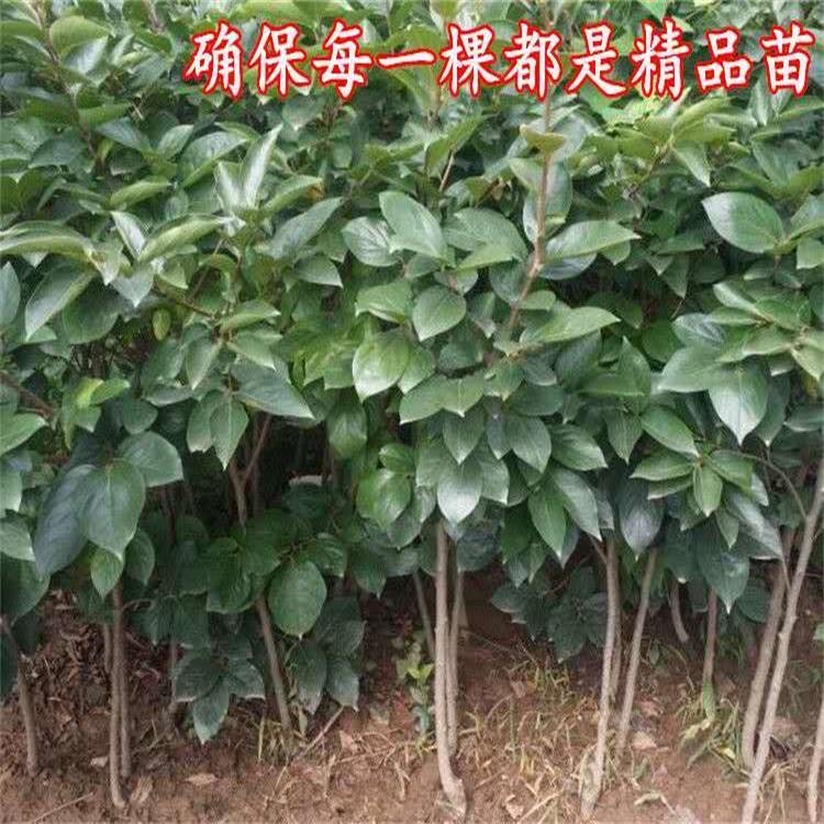 太秋（大秋）脆甜柿子苗優良新品種嫁接苗 摘下來就可以吃的柿子