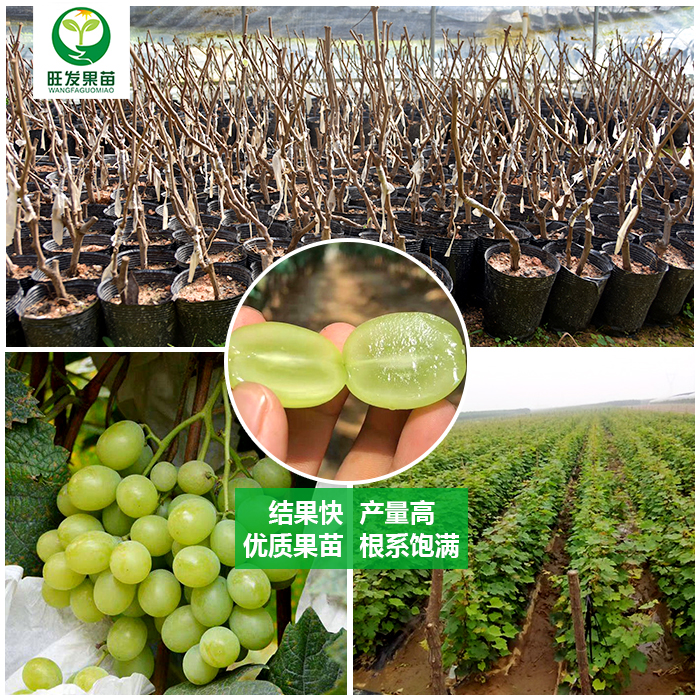 正宗陽光玫瑰葡萄苗嫁接苗 日本香印晴王葡萄苗爬藤葡萄苗