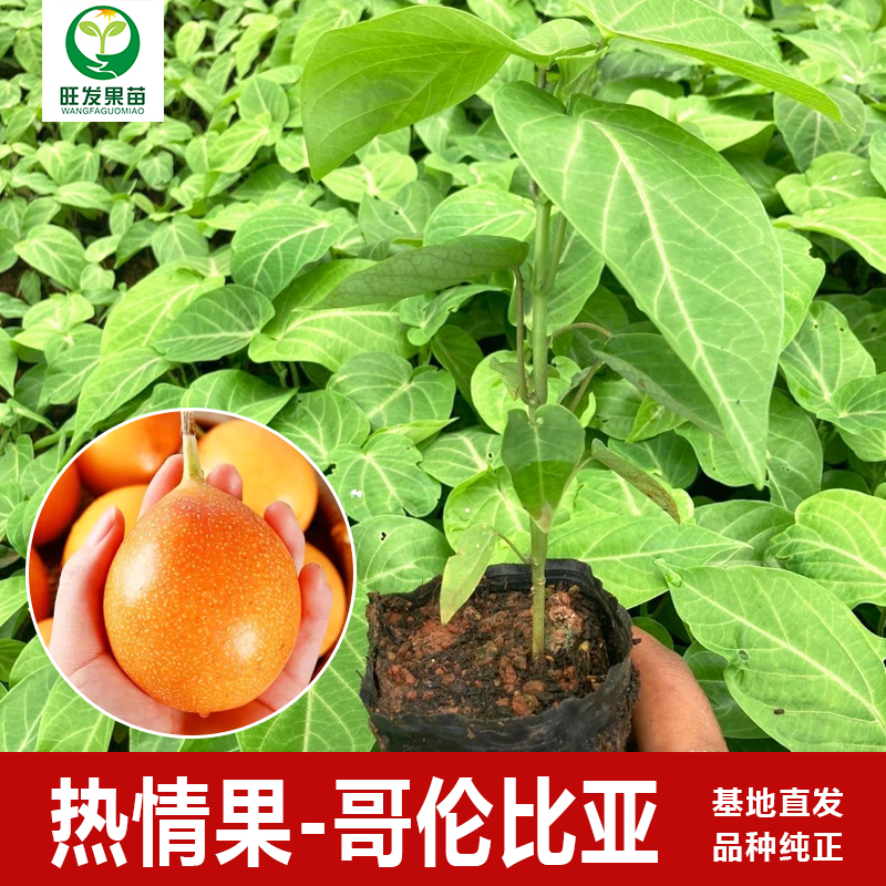 熱情百香果苗哥倫比亞熱情百香果苗 熱情果苗純甜不酸