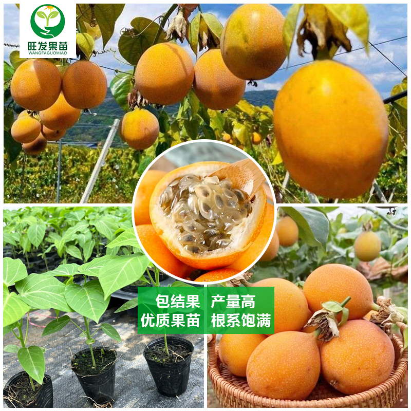 熱情百香果苗哥倫比亞熱情百香果苗 熱情果苗純甜不酸