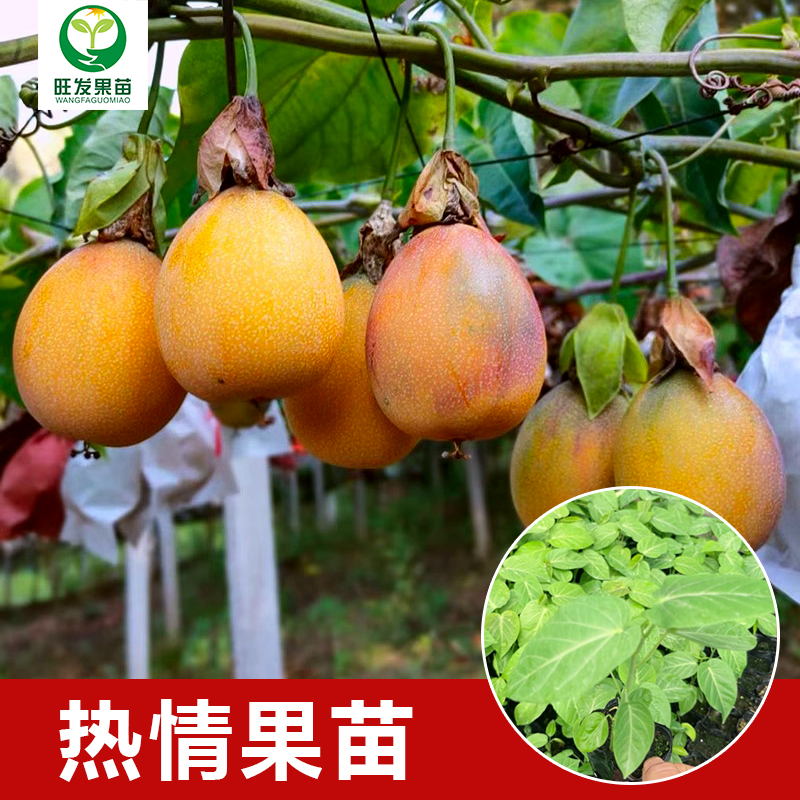 熱情百香果苗哥倫比亞熱情百香果苗 熱情果苗純甜不酸
