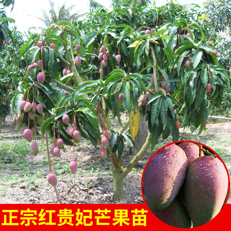 供應紅貴妃芒果嫁接苗紅皮芒果苗 果質甜度高品種優