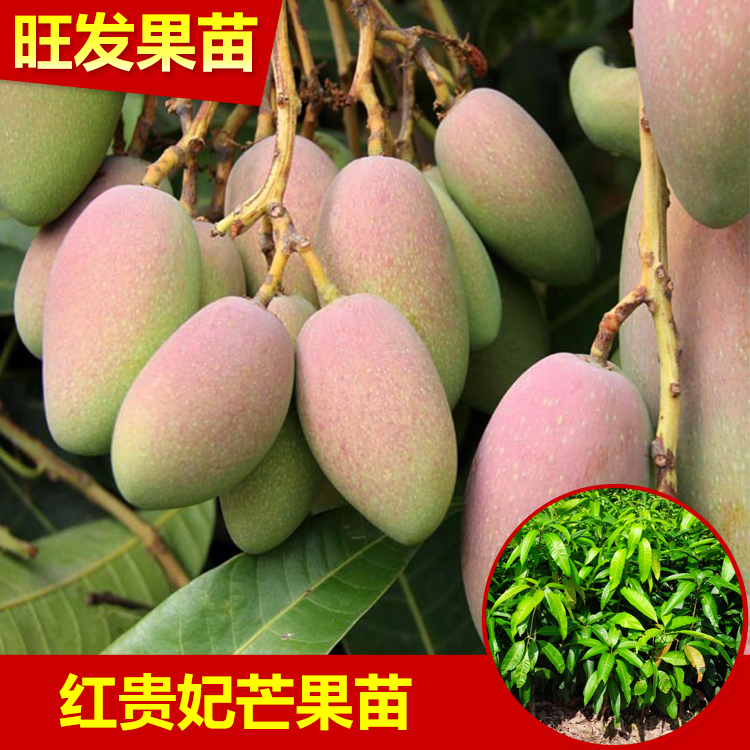 供應紅貴妃芒果嫁接苗紅皮芒果苗 果質甜度高品種優