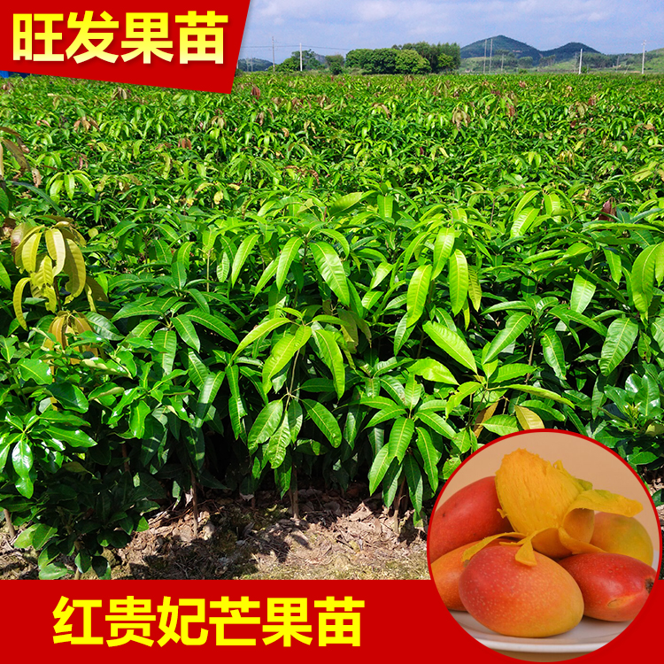 供應紅貴妃芒果嫁接苗紅皮芒果苗 果質甜度高品種優