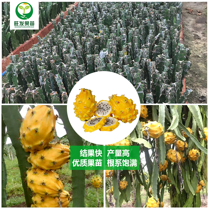 燕窩黃龍果苗火龍果苗優(yōu)良新品種 麒麟果苗黃皮白肉火龍果苗