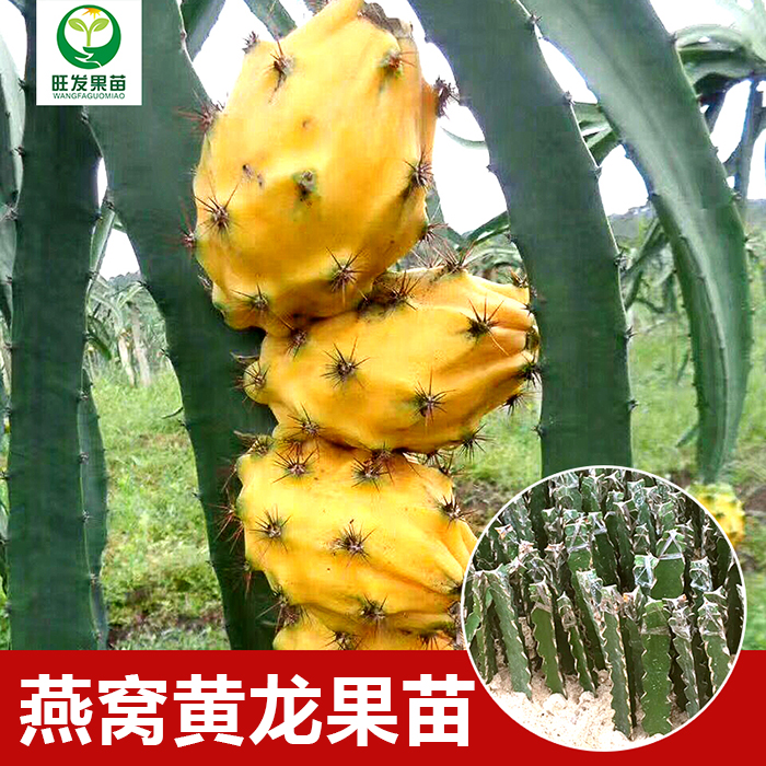 燕窩黃龍果苗火龍果苗優(yōu)良新品種 麒麟果苗黃皮白肉火龍果苗