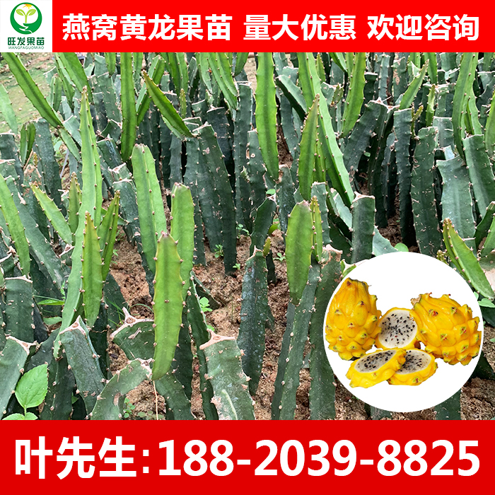 燕窩黃龍果苗火龍果苗優(yōu)良新品種 麒麟果苗黃皮白肉火龍果苗