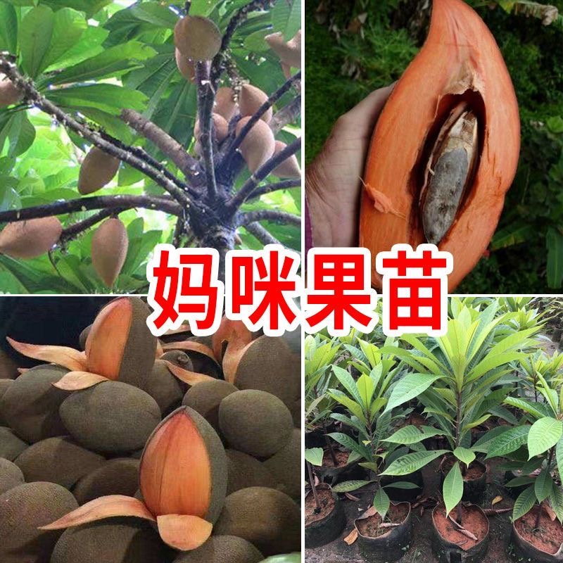 媽咪果又名麻咪果苗嫁接苗新品種 馬加納媽咪果苗潘婷媽咪果苗