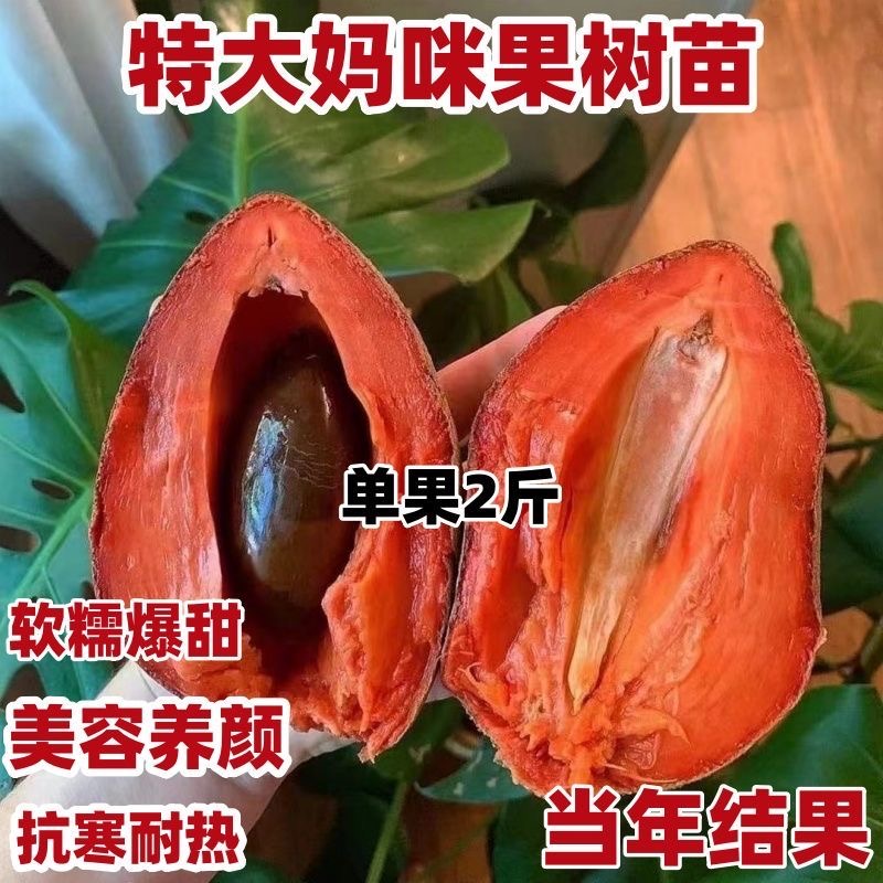 媽咪果又名麻咪果苗嫁接苗新品種 馬加納媽咪果苗潘婷媽咪果苗