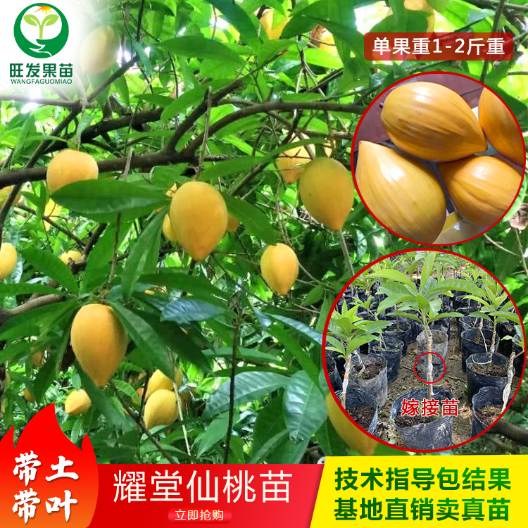 耀堂仙桃蛋黃果苗新品種 雞蛋果苗嫁接苗 果大果肉香甜產(chǎn)量高