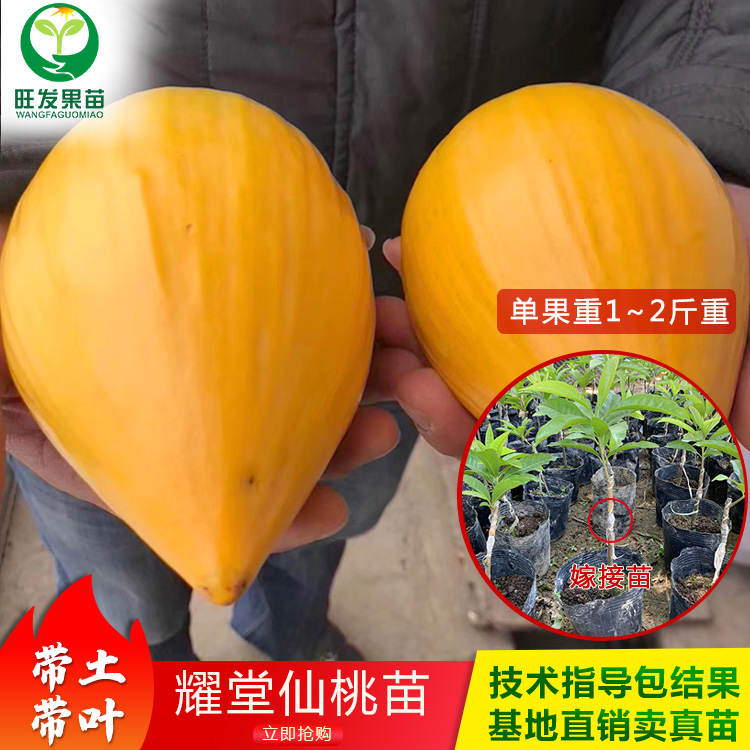 耀堂仙桃蛋黃果苗新品種 雞蛋果苗嫁接苗 果大果肉香甜產量高