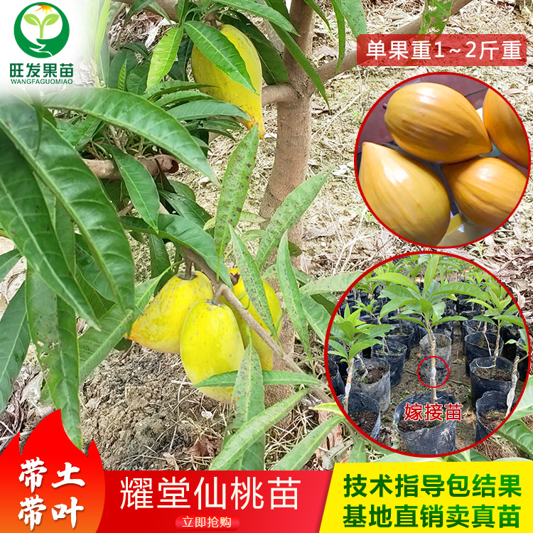 耀堂仙桃蛋黃果苗新品種 雞蛋果苗嫁接苗 果大果肉香甜產量高