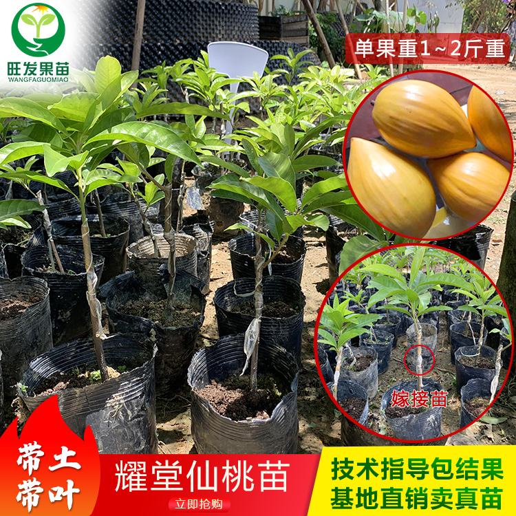 耀堂仙桃蛋黃果苗新品種 雞蛋果苗嫁接苗 果大果肉香甜產量高