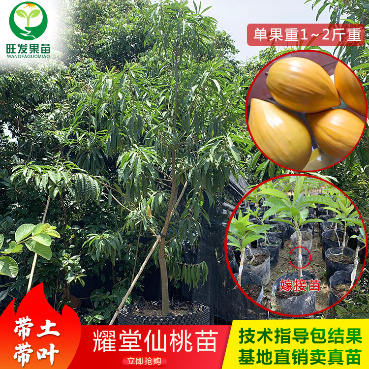 耀堂仙桃蛋黃果苗新品種 雞蛋果苗嫁接苗 果大果肉香甜產量高
