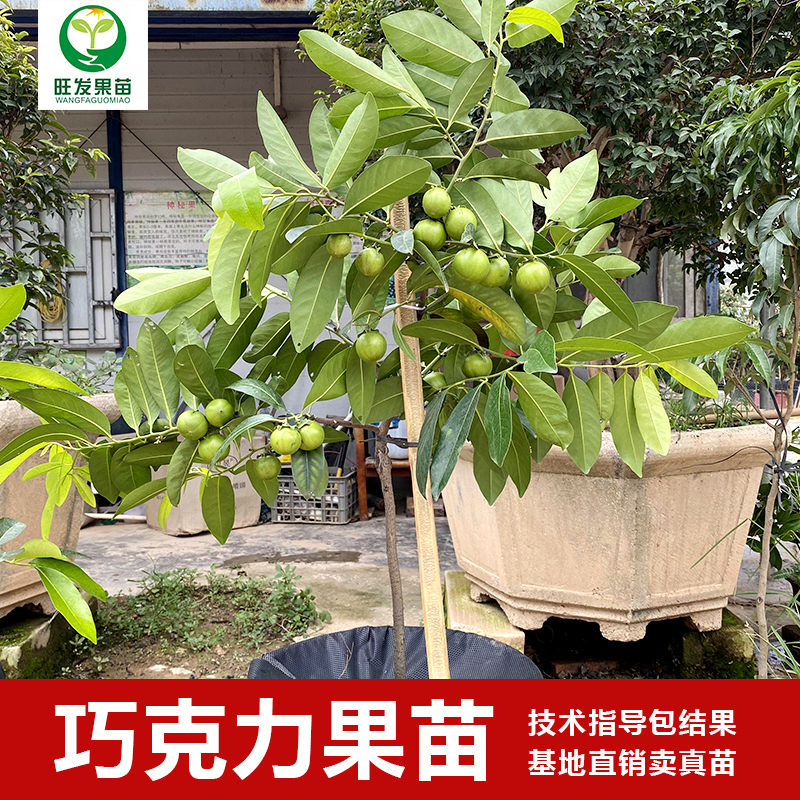 巧克力布丁果苗黑柿苗 四季開花結果 嫁接苗產量高惠州果苗