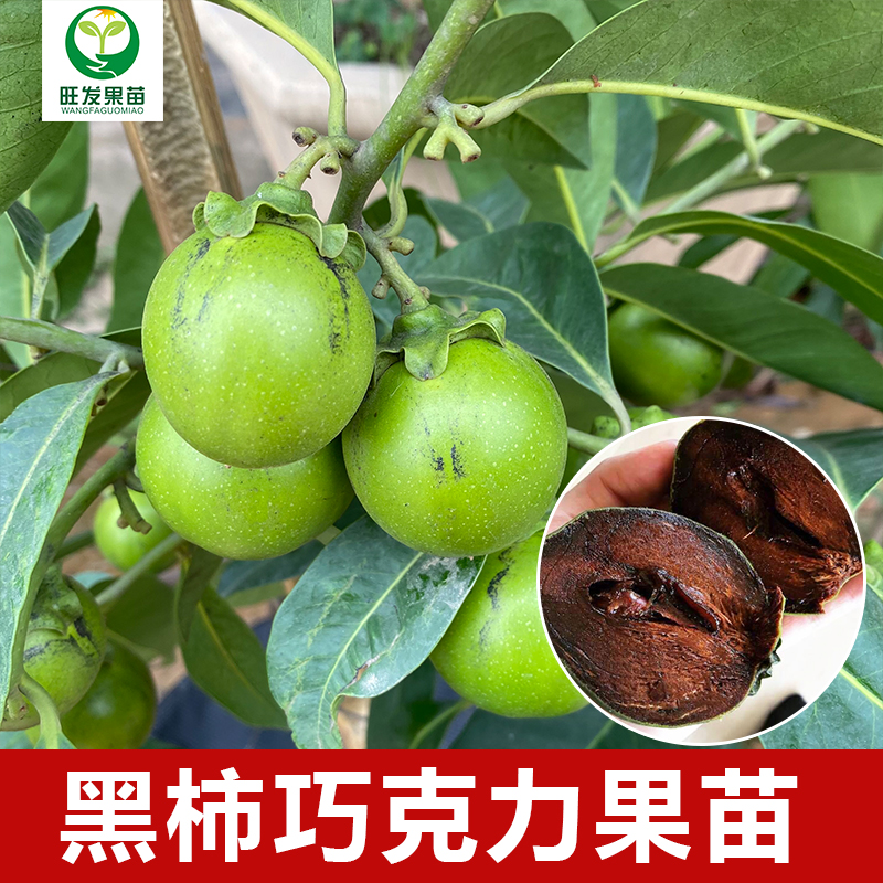 巧克力布丁果苗黑柿苗 四季開花結果 嫁接苗產量高惠州果苗