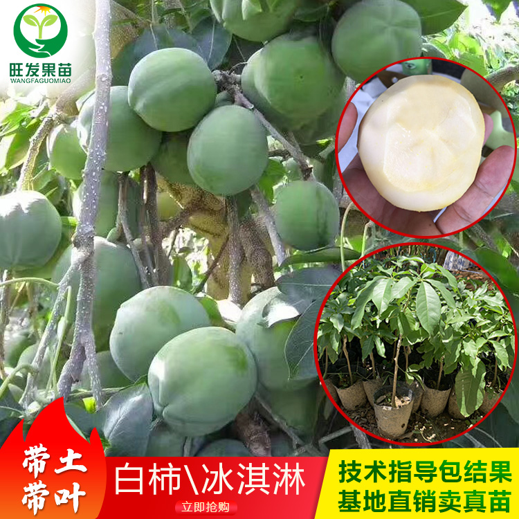 冰淇淋果苗白柿苗果樹苗優良新品種 高端水果嫁接苗