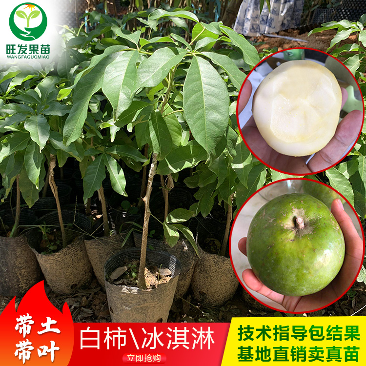 冰淇淋果苗白柿苗果樹苗優(yōu)良新品種 高端水果嫁接苗
