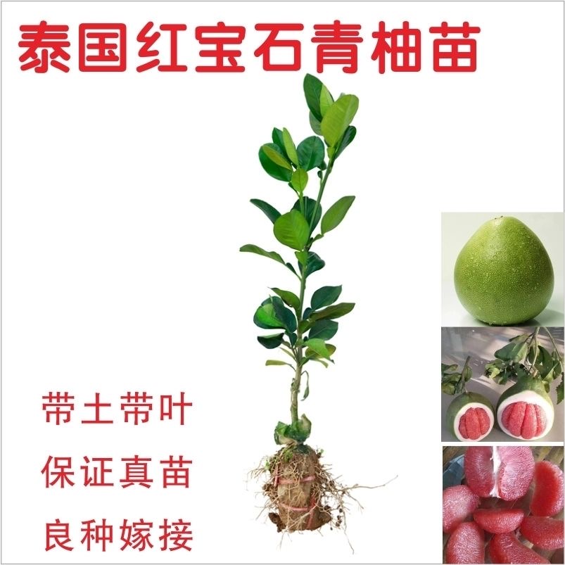 泰國(guó)紅寶石柚子苗 青柚樹苗青皮柚子樹苗蜜柚苗嫁接苗優(yōu)良品種