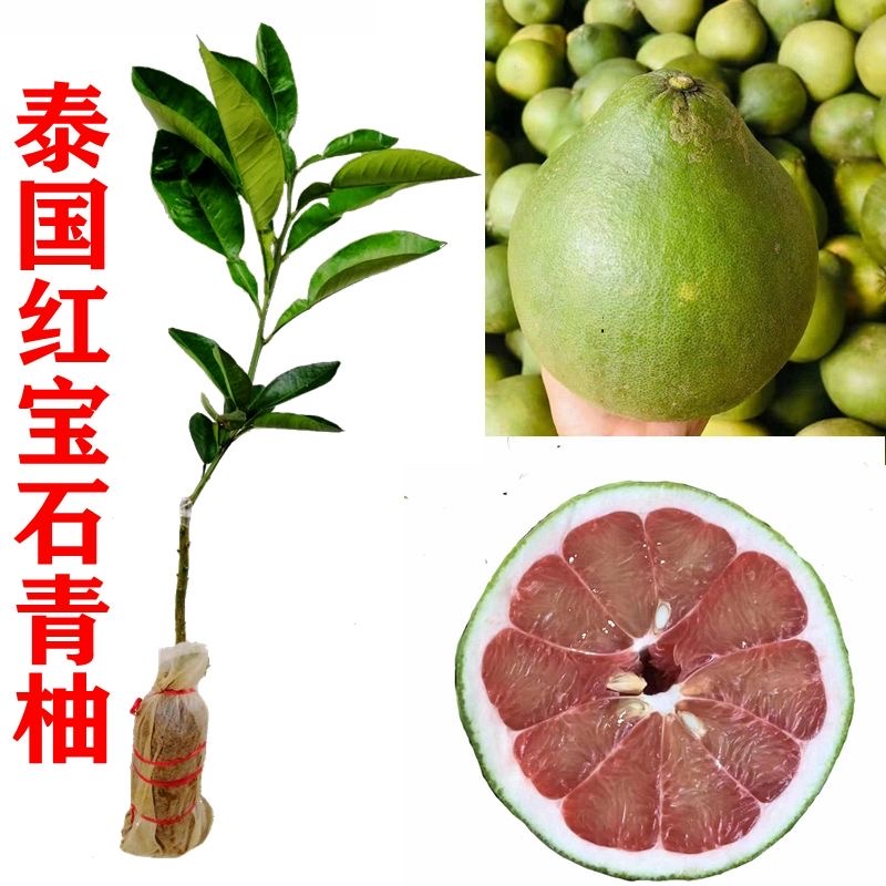 泰國(guó)紅寶石柚子苗 青柚樹苗青皮柚子樹苗蜜柚苗嫁接苗優(yōu)良品種