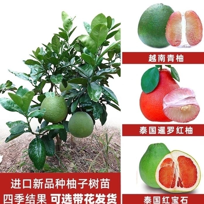 泰國(guó)紅寶石柚子苗 青柚樹苗青皮柚子樹苗蜜柚苗嫁接苗優(yōu)良品種