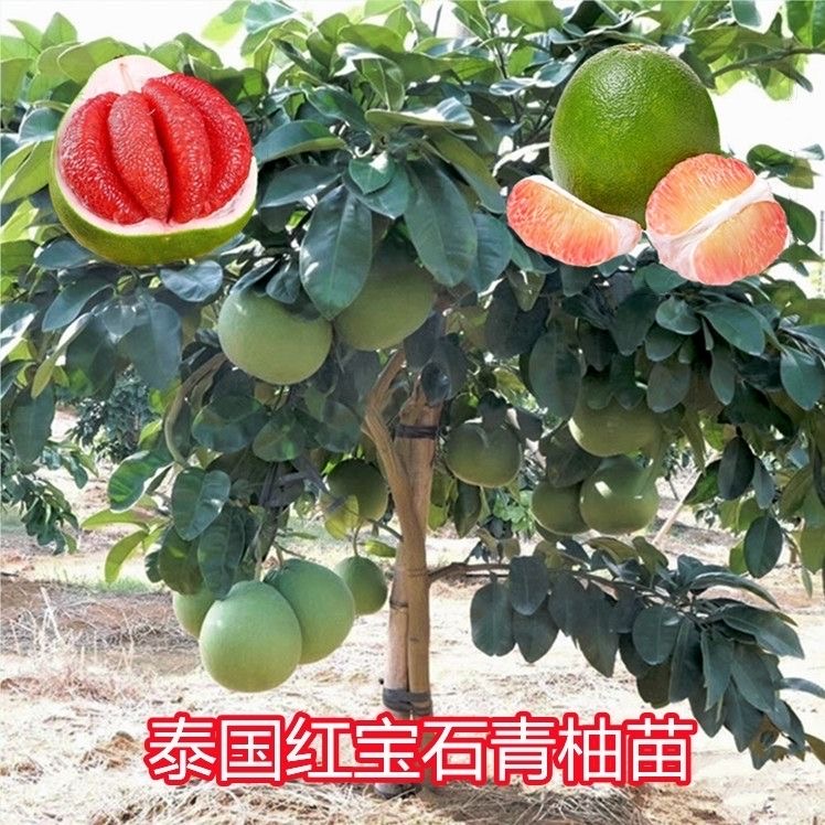 泰國(guó)紅寶石柚子苗 青柚樹苗青皮柚子樹苗蜜柚苗嫁接苗優(yōu)良品種