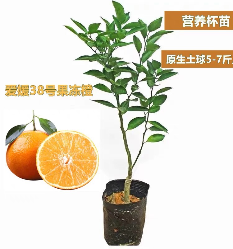 果凍橙苗紅美人苗早熟橙子品種 柑桔樹(shù)苗嫁接苗