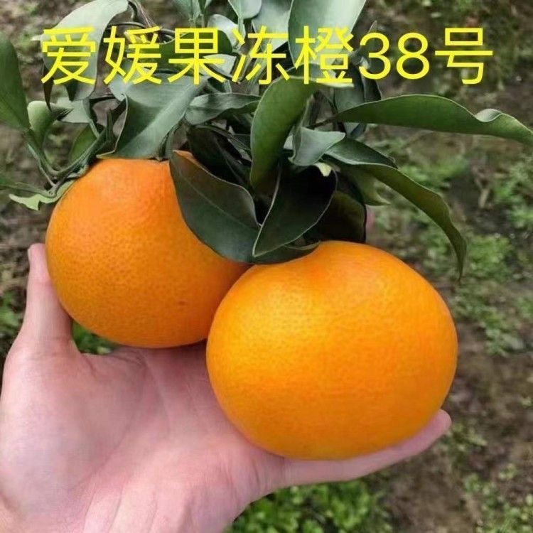 果凍橙苗紅美人苗早熟橙子品種 柑桔樹(shù)苗嫁接苗