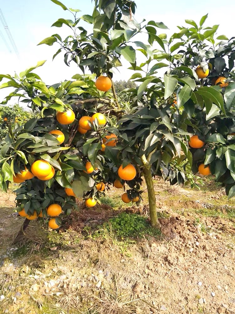果凍橙苗紅美人苗早熟橙子品種 柑桔樹(shù)苗嫁接苗