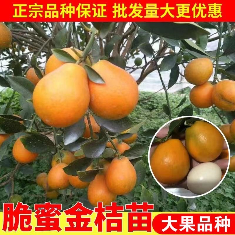 脆蜜金柑苗脆蜜金桔苗新品種優良品種 果實大個甜蜜 品種純正大量現苗