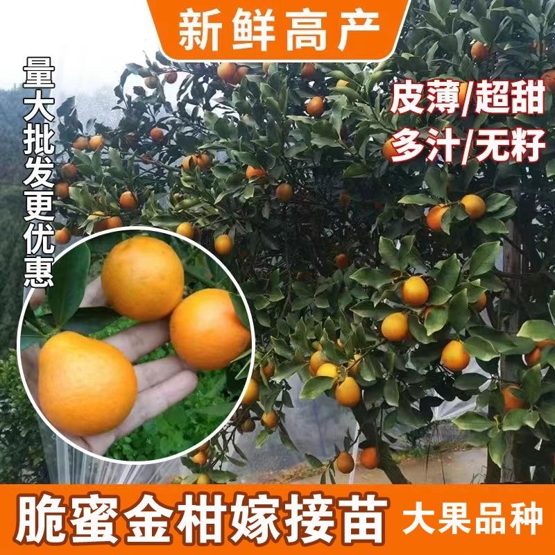 脆蜜金柑苗脆蜜金桔苗新品種優良品種 果實大個甜蜜 品種純正大量現苗