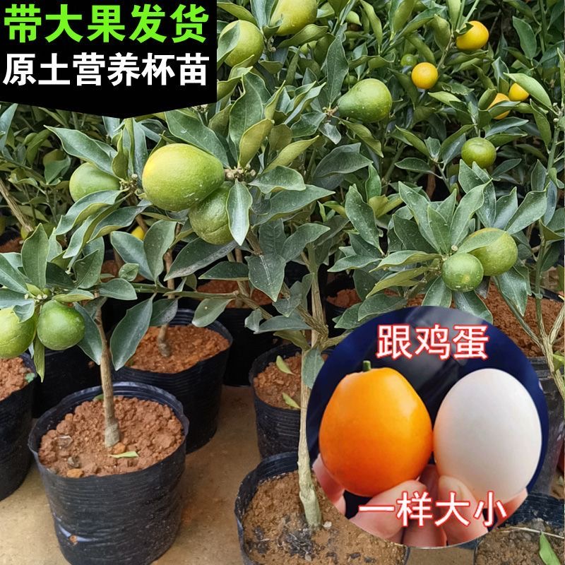 脆蜜金柑苗脆蜜金桔苗新品種優良品種 果實大個甜蜜 品種純正大量現苗