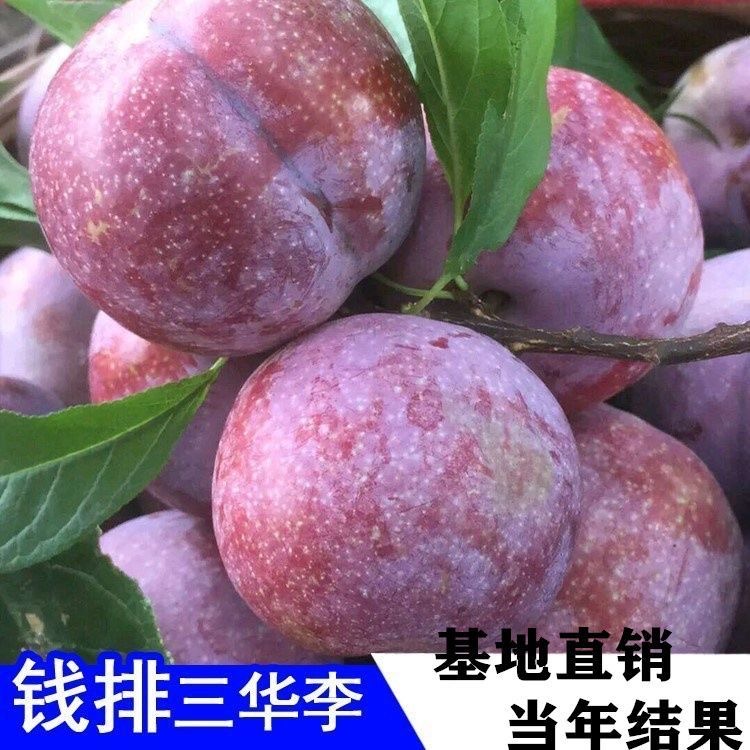 正宗錢排銀飛三華李苗 李子苗優良品種 產量高品種純正基地直銷
