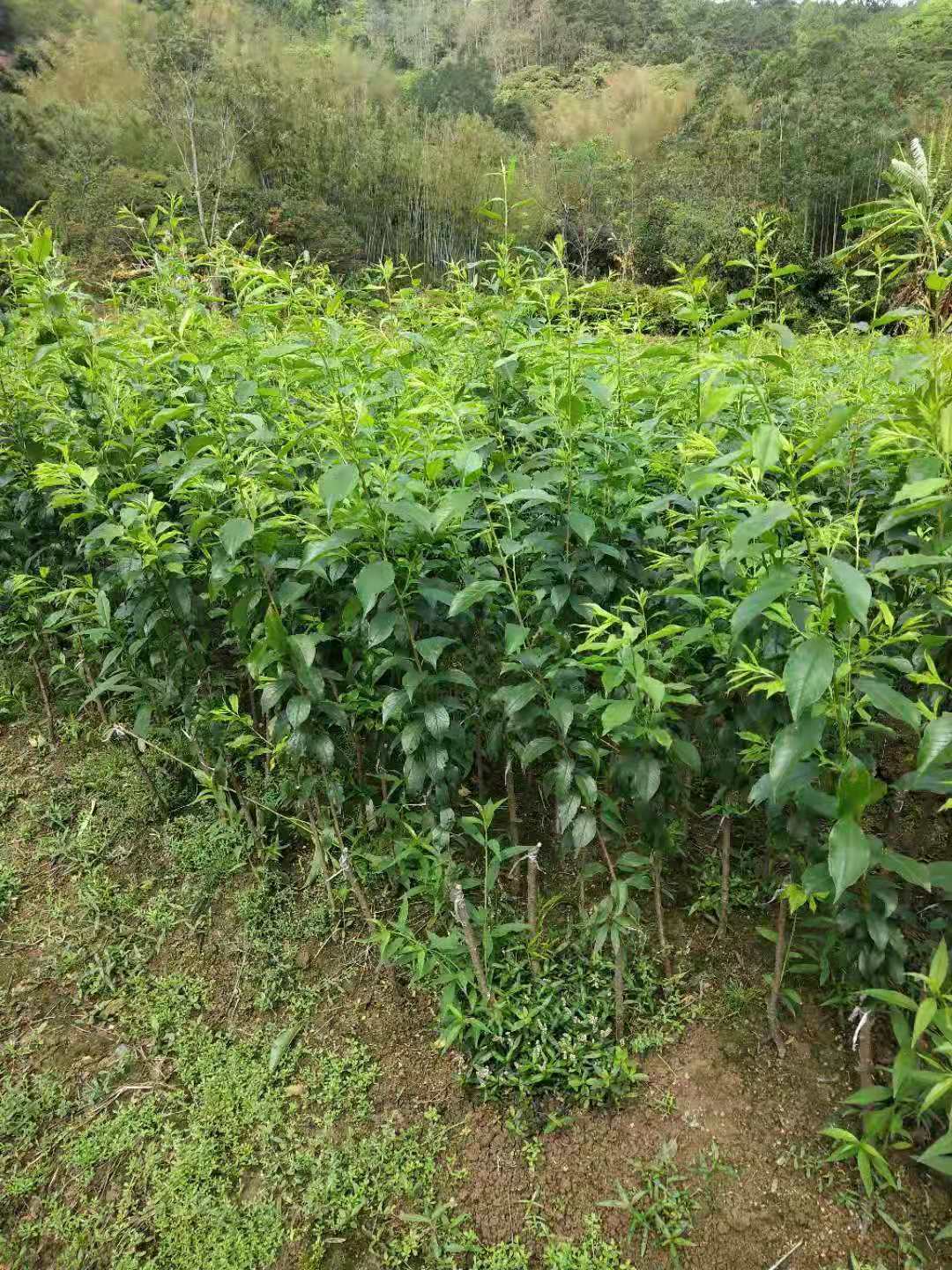 正宗錢排銀飛三華李苗 李子苗優良品種 產量高品種純正基地直銷