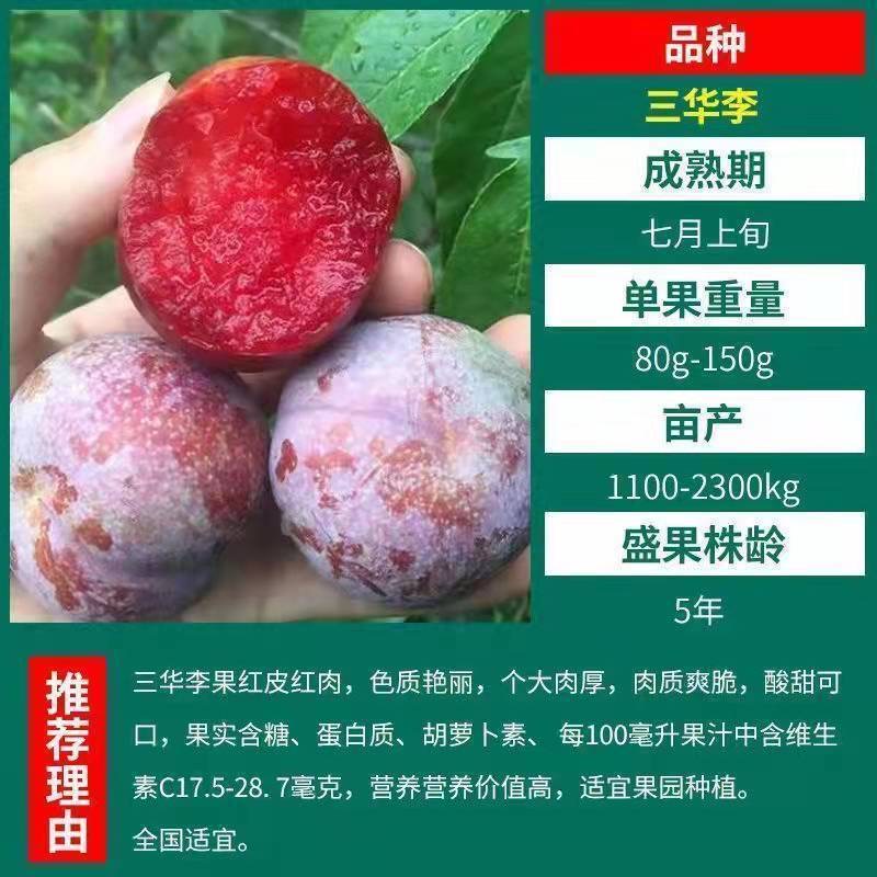 正宗錢排銀飛三華李苗 李子苗優良品種 產量高品種純正基地直銷