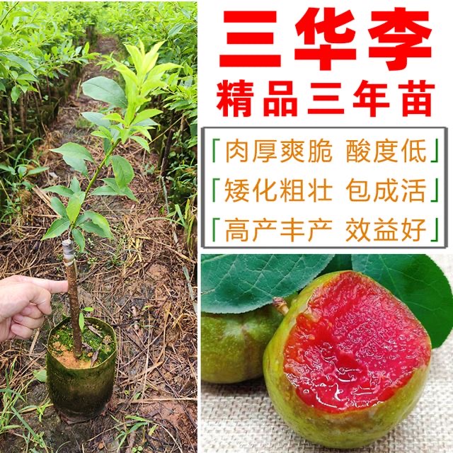 供應(yīng)三華李/南華李/李子苗遲熟晚熟李子苗品種基地直銷