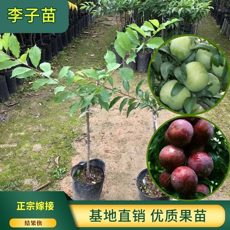 供應(yīng)三華李/南華李/李子苗遲熟晚熟李子苗品種基地直銷
