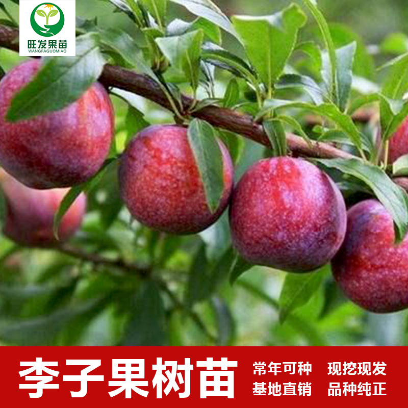 供應(yīng)三華李/南華李/李子苗遲熟晚熟李子苗品種基地直銷